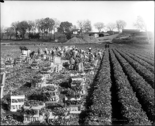 View of farm workers harvesting celery in a field, probably in Colorado; men and women put celery into slatted boxes; farm buildings and railroad refrigerator cars are in background.
