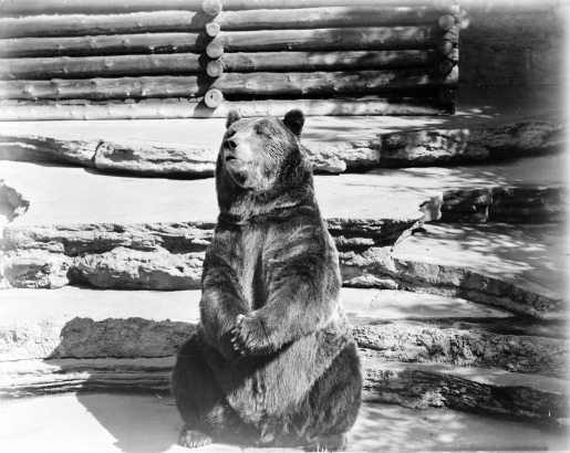 A grizzly bear sits in his habitat at the Denver Zoo in Denver, Colorado.