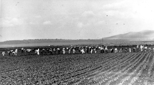 View of a line of Mexican farm workers on a truck farm between Fort Garland and Blanca, Colorado.