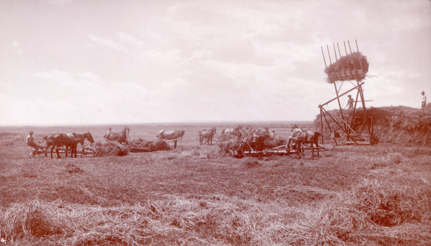 View of an alfalfa harvest on Boston Farm in Colorado; shows farm workers, horse teams and farm equipment, and a wooden hay stacking machine with an iron counter-weight.