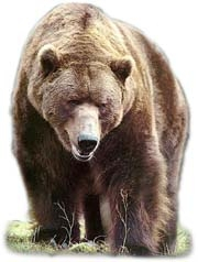 Grizzly Bear