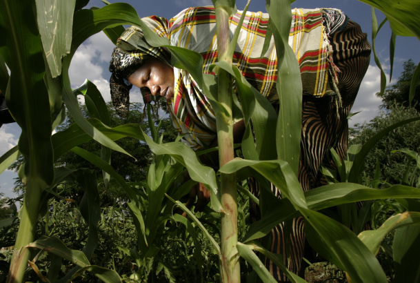 Somali Bantu refugee Halima Abdi, 23, picks weeds at her plot in Fairview Community Garden in Sun Valley near Invesco Field. Other refugees will break ground this weekend on a garden in east Denver.