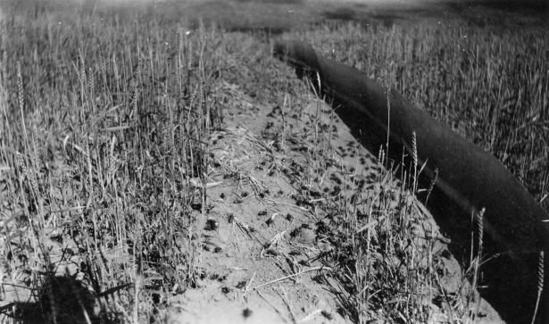 Crickets with tin fence, circa 1927. From the Farrington R. Carpenter Family Papers, WH60, Box 2, FF14