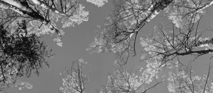 Fall aspen near Hahn's Peak, by Don Koch  |  Z-4208