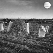 Pastoral scene. October 24, 1960. Photo by Bob Talkin. Rocky Mountain News Photograph Collection