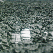 Harvesting cucumbers 1981