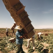Mexican farm worker in lettuce field, Blythe, California