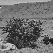 Young sheepherder enjoying siesta ranch in Las Animas County, Colorado
