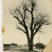 The "Old Hanging Tree" - Valverde