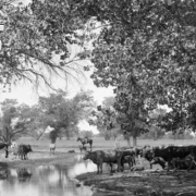 Kern River, Woodlawn Cattle Ranch