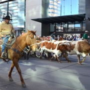 Stock Show Parade 2015