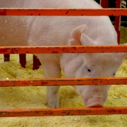 National Western Stock Show 2015
