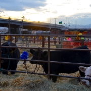 National Western Stock Show 2015