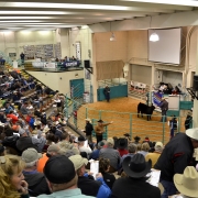 National Western Stock Show 2015