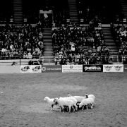 MLK Jr. African American Heritage Rodeo