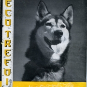 "Nanki," of Stuart Mace's Toklat Husky Kennels, new Aspen, Colorado.