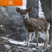 The Arizona white-tailed buck deer in Arizona