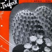 Opuntia Cactus and blooms