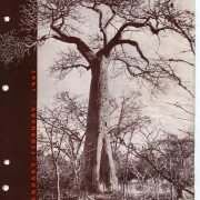 Baobab Tree, Africa