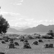 Colorado wheat field on the Colorado & Southern Railway