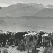 Rounding up the Herd