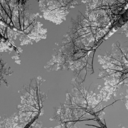 Fall aspen near Hahn's Peak, by Don Koch  |  Z-4208