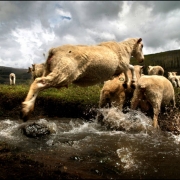 05/15/2003 Western Colorado-I was photographing an enterprise story on a migrant sheepherder in Western Colorado when he left me to hunt coyotes that threaten his herd.  While waiting for him to return, I spotted this scene from a distance, at the bott...