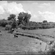 View of a fenced cow pasture in rural Colorado; a small herd grazes; one cow drinks from irrigation ditch; at right is a field of corn; at rear is an orchard, and tall cottonwoods in distance.