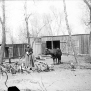 A woman feeds chickens near a wooden slat house in Denver, Colorado. A cow  stands nearby.