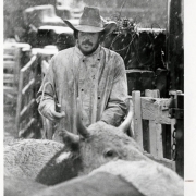 Photograph of an unidentified cowboy working in a cattle pen, during a snow storm, at the Denver Stock Yards.  In front of him are several head of cattle.  He moves them along with a small whip.