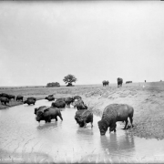 A view of American buffalo drinking at a water hole probably on the Great Plains. Trees are in the distance.