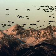 Sandhill Cranes fly to the wet lands to roost for the night, Sunday evening, March 11, 2007, at the Monte Vista National wildlife Reserve. Sandhill Cranes mate for life and live 20 - 30 years. Approximately 23,000 - 27,000  Sandhill Cranes migrate bian...
