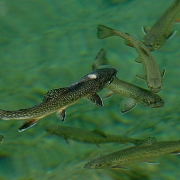 (GLENWOOD SPRINGS, COLO., May 12.2004 ) VIEWFINDER, While up at Hanging lake I noticed these trout swimming around in the clear water.  I had to find an angle where I wouldn't get any reflection from the sky and then used my 70 - 200 zoom and my Nikon ...
