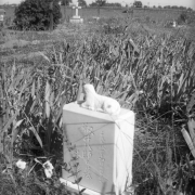 View of a gravestone at the Brighton, Adams County, Colorado, cemetery. A sculpted lamb tops a block with Japanese inscriptions.