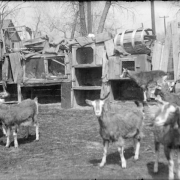 View of a yard with goats and rabbit hutches, in Denver, Colorado; a woman looks on, and houses are in the background.