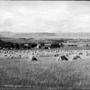 View of an oat field east of Golden, Colorado; shows stacks of harvested grain, farm buildings, North and South Table Mountains, and Mount Evans.