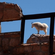 (MOUNT EVANS Colo., September 1,2004) A Mountain Goat  stands on a rock over looking the "Castle in the Sky" at the top of Mount Evans Rd. September1, 2004. The castle was once called the Crest House, that was built in 1941 and at that time was the hig...