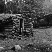 View of two dilapidated log cabins, identified as Shipler cabins, in Lulu (Grand County), Colorado.