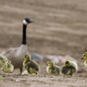 DLM0219  Wed., May 2, 2007. (DARIN MCGREGOR/ROCKY MOUNTAIN NEWS) Gary Coffey, 45, of LAKEWOOD superintendent with Concrete Works of Colorado "Job of a lifetime" I could retire right now and this would be the feather in my cap" It's great to work on som...