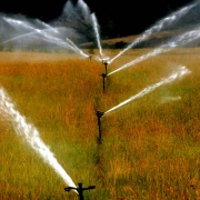 (ASPEN Colo., August 17,2004) Water from the Salvation ditch is used on this ranch to water the hay fields.  The ditch takes water from the Roaring Fork River before the river reaches town. In 2002 not much water got past this ditch, because of the sen...