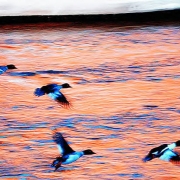 Birds over sunset reflection