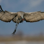 A sandhill crane spreads its wings as it lands in the Monte Vista National Wildlife Reserve, March 3, 2008, Monte Vista, Colorado. A cranes wing span is about 6 feet and can fly up to 45 miles per hour. This bird will continue its voyage to the summer ...