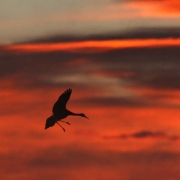 A sandhill crane flies past Mount Blanca, as it heads to open water, on the Monte Vista National Wildlife Reserve, to roost, March 3, 2008, Monte Vista, Colorado. They can fly up to 30,000 feet.   (KEN PAPALEO/ROCKY MOUNTAIN NEWS)