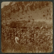 A man poses near a group of sunflowers by a river possibly near Colorado Springs (El Paso County), Colorado.