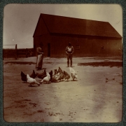A man and women feed chickens in Denver, Colorado. A barn is nearby.