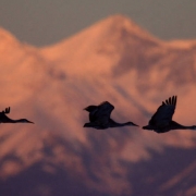 A family of sandhill cranes flies past Mount Blanca, as they head to open water on the Monte Vista National Wildlife Reserve, to roost, March 3, 2008, Monte Vista, Colorado. They can fly up to 30,000 feet.  Cranes mate for life and their young will be ...