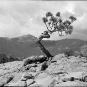 Lone twisted pine tree; Clear Creek County, Denver Mountain Parks (?) Colorado.