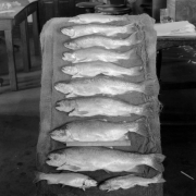 Gutted trout are arranged on burlap with a ruler; stools and a table are in the background.