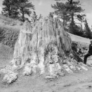 A man, wearing a suit and tie, stands by a wide petrified tree stump. Pine trees dot an embankment in the background.