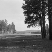 Forest edges meadows, probably in Colorado or Utah; pine trees are in the foreground.